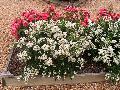 Snow Cone Rose / Rosa 